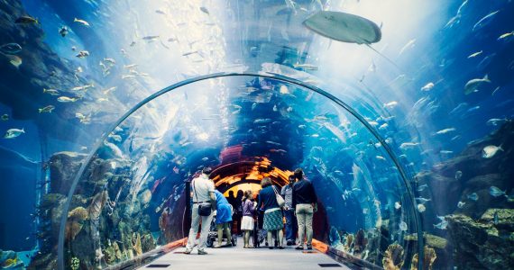Dubai Aquarium - The Dubai Aquarium Tunnel