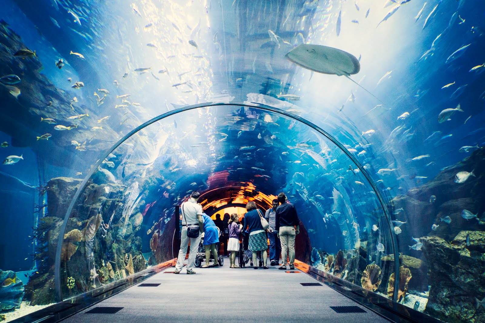 Dubai Aquarium &#038; Underwater Zoo Reopens Post COVID Lockdown