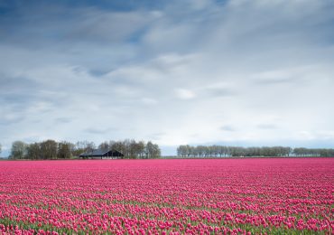 Tulip Gardens Amsterdam