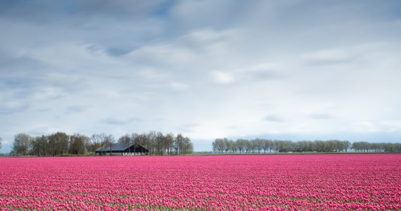 Tulip Gardens Amsterdam