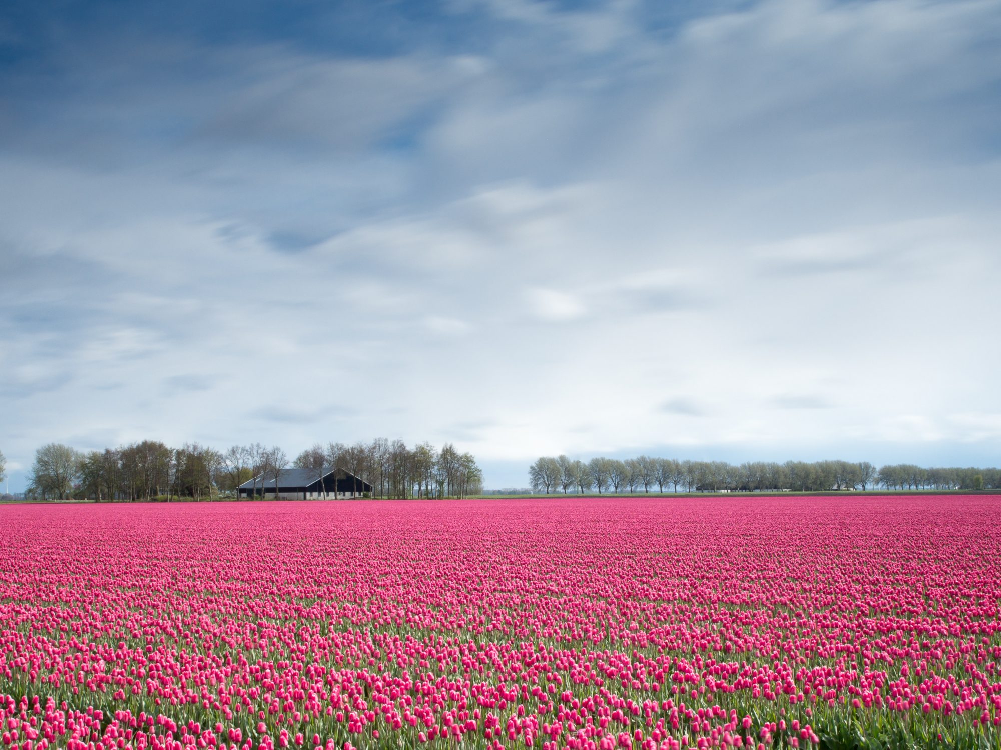 9 things to know before visiting Amsterdam&#8217;s Tulip Gardens