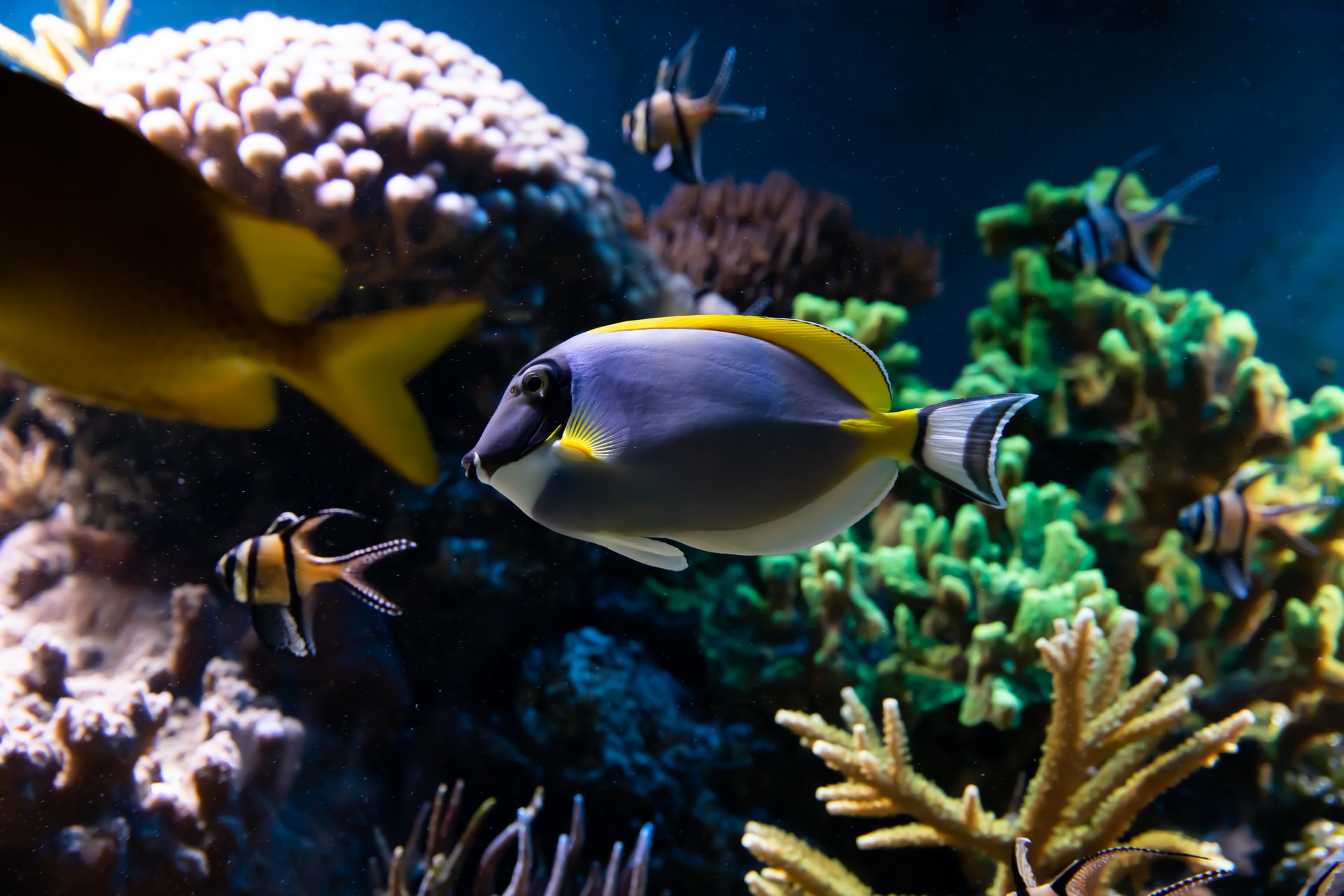 Explore an underwater world at the Sea Life London Aquarium