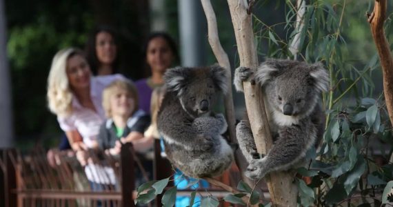 Melbourne Zoo Tickets