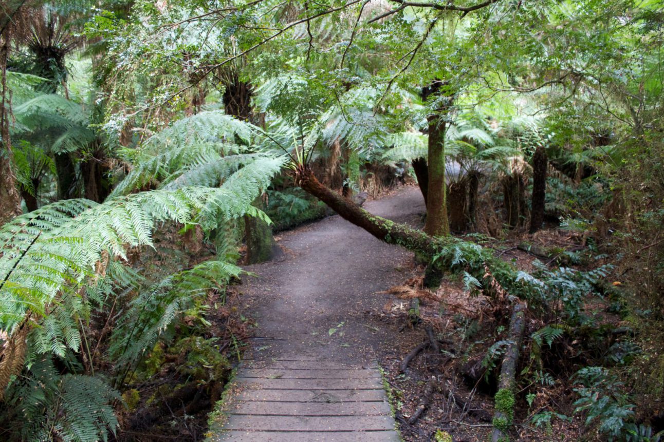 Visiting the Great Otway National Park from Melbourne