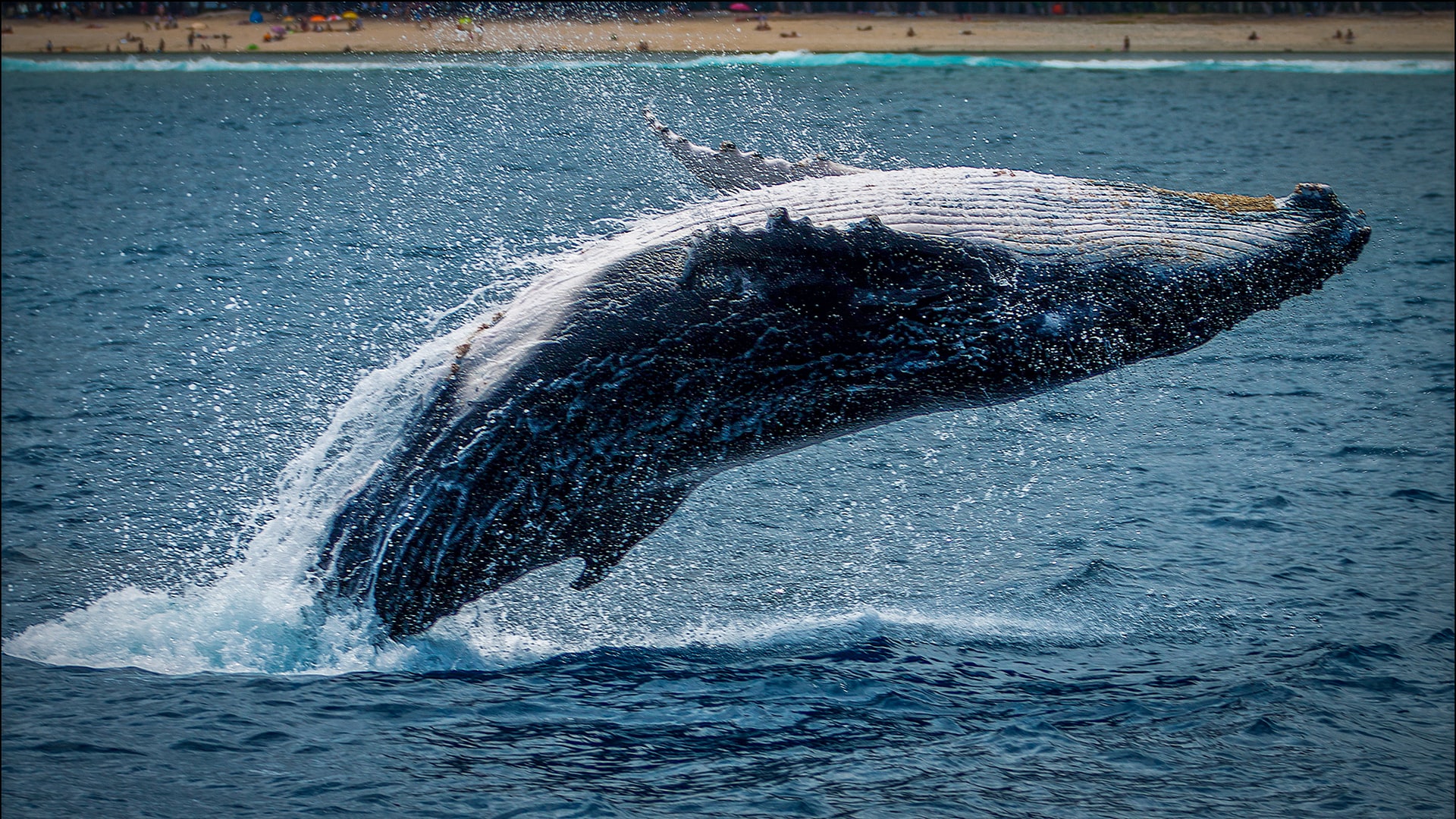 A local&#8217;s guide to whale watching in Sydney