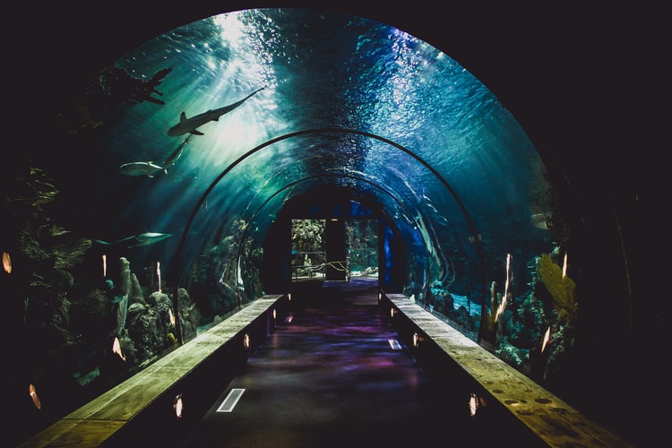 SEA LIFE Sydney Aquarium Reopens Post COVID Lockdown
