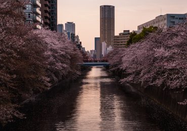 cherry blossom tours japan