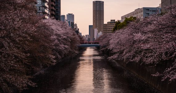 cherry blossom tours japan