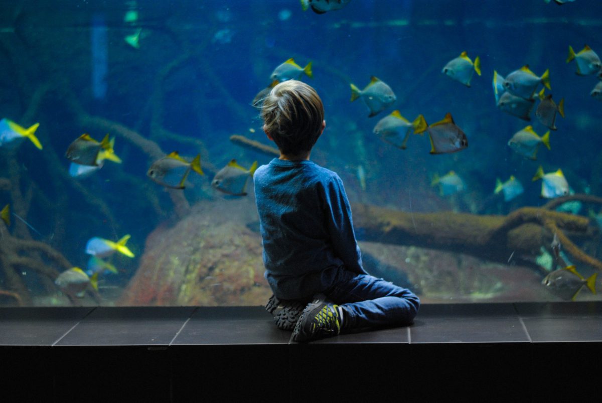 SeaWorld Abu Dhabi